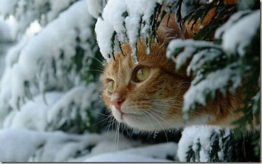 Кошка зимой